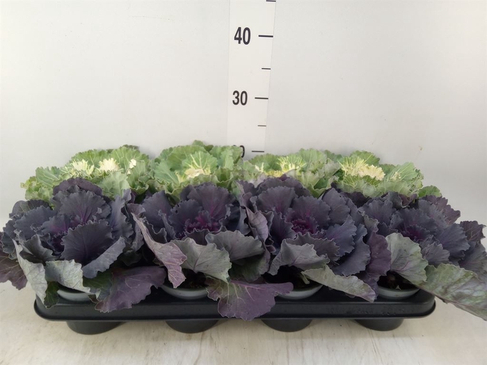 <h4>Brassica oler.  ...curled</h4>