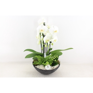 arr2 PL - Ebbischaal x2 phal. wit