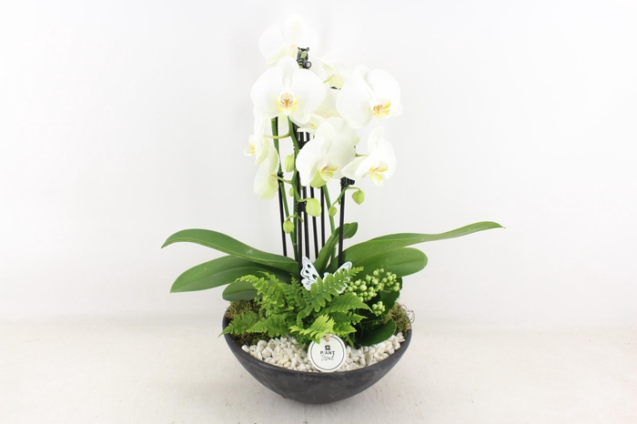 <h4>arr2 PL - Ebbischaal x2 phal. wit</h4>