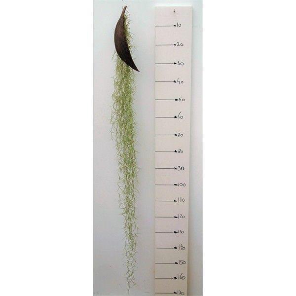 <h4>Tillandsia Usneoides Cocos Xl</h4>