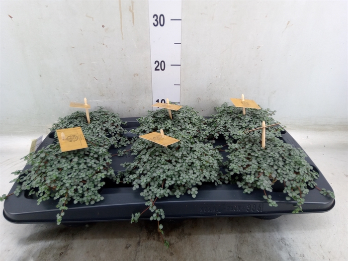<h4>Pilea glaucophylla 'Greyzy'</h4>
