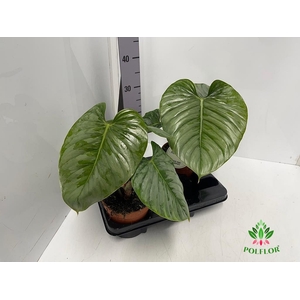 Philodendron Sodiroi 15Ø 45cm