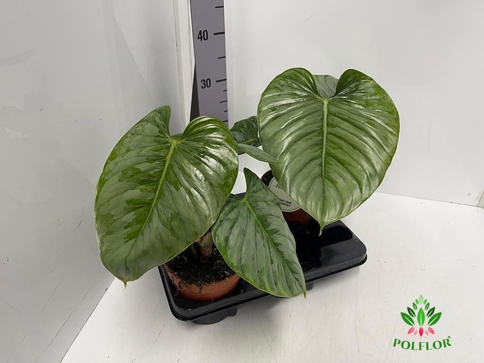 Philodendron Sodiroi 15Ø 45cm
