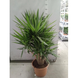 Yucca elephantipes   ...