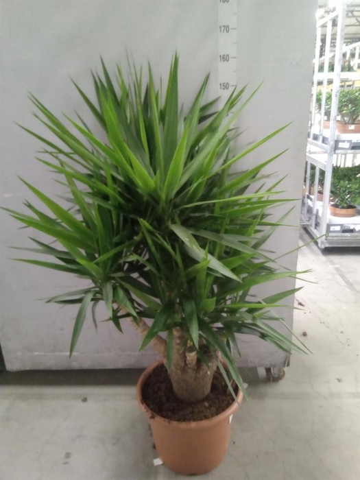 <h4>Yucca elephantipes   ...</h4>