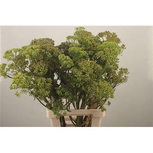 Ferule Zaaddoos 80cm Per Stem