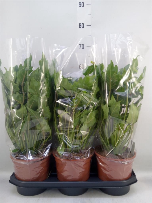 <h4>Philodendron xanadu</h4>