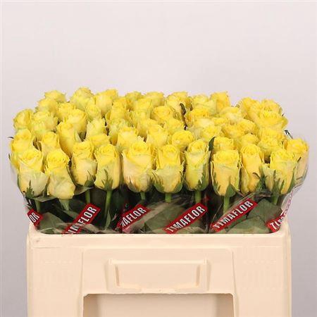 <h4>R Gr Good Times</h4>