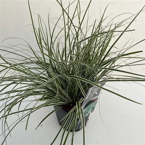 Graminées Carex 'Everest'