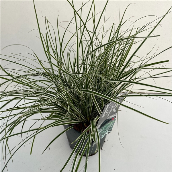 <h4>Carex 'Everest'</h4>