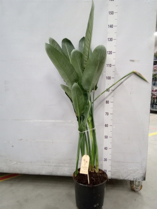 <h4>Strelitzia reg.</h4>