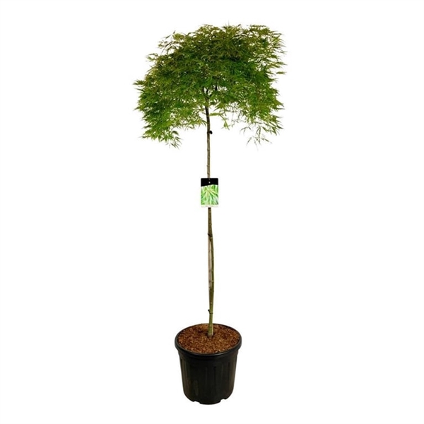 <h4>Acer pal. 'Dissectum'</h4>