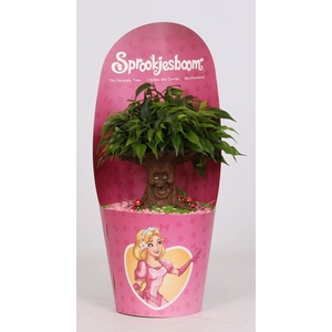 Ficus Be Green Kinky Sprookjesboom Cinderella