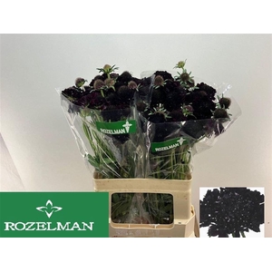 SCAB AT BLACKB SCOOP