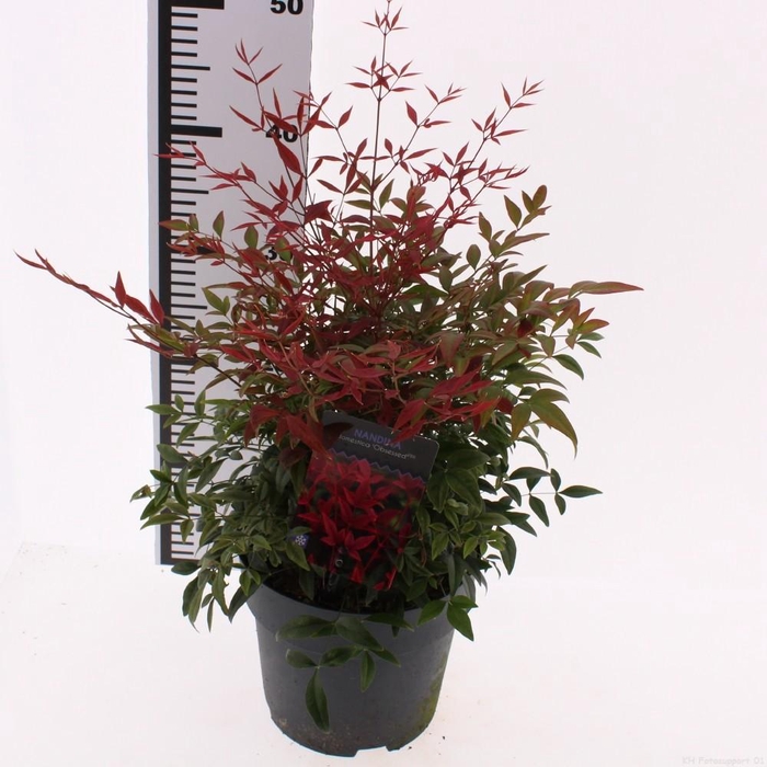 <h4>Nandina domestica 'Obsessed'</h4>