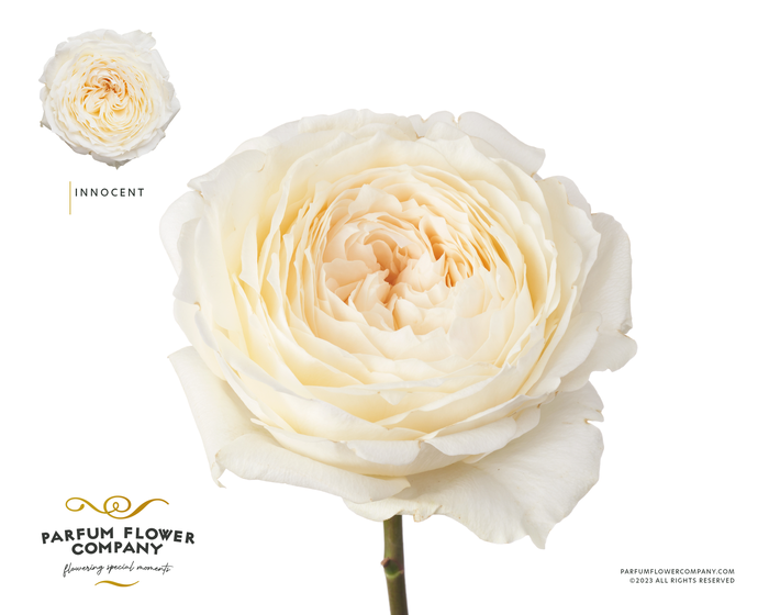 <h4>Rosa Premium Innocent</h4>