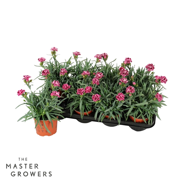 <h4>Dianthus caryophyllus 'Diwali'</h4>