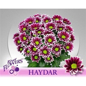Chr T Haydar