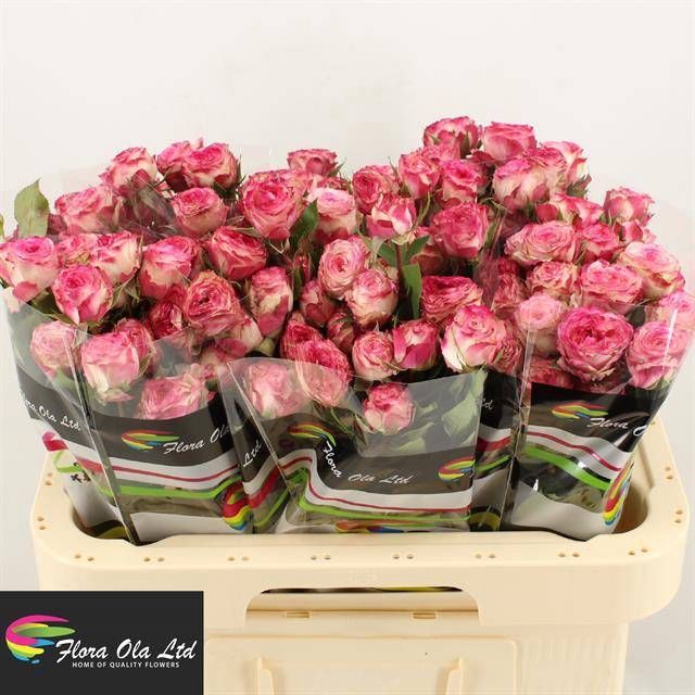 <h4>R Tr EyeOpener Flora Ola</h4>
