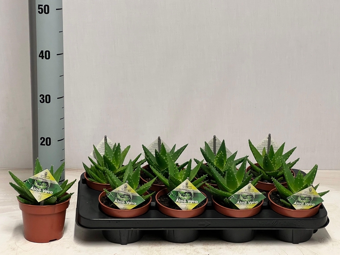 <h4>ALOE PERFOLIATA</h4>