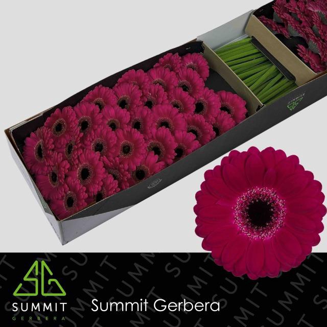 <h4>Ge Mi Platini+</h4>