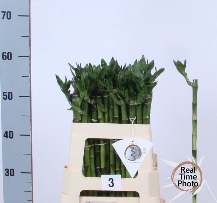 <h4>DRAC LUCKY BAMBOO</h4>