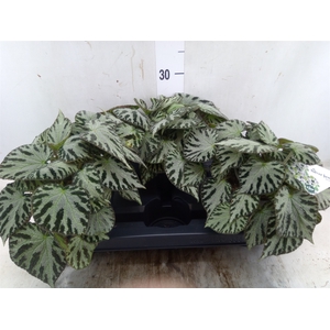 Begonia BD 'Silver Jewell'