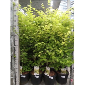 Acer shirasawanum 'Jordan'