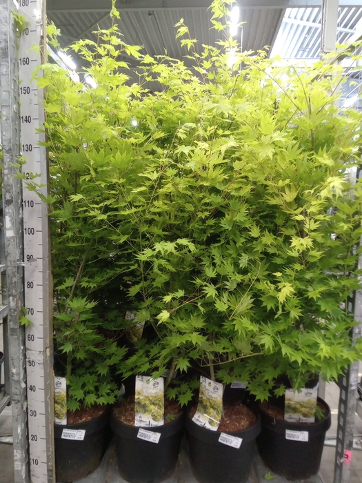 <h4>Acer shirasawanum 'Jordan'</h4>