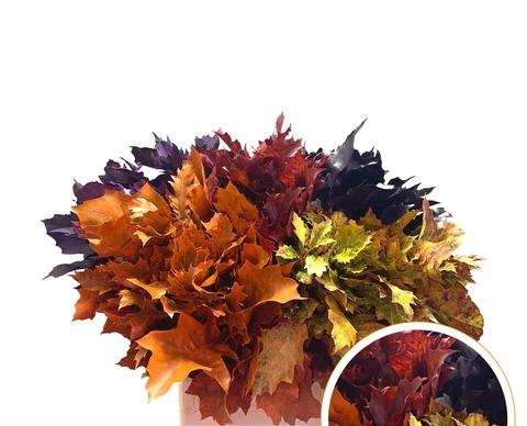 <h4>QUERC RUBRA AUTUMN</h4>