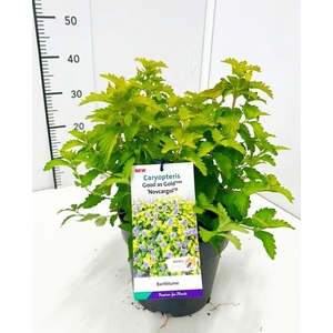 Caryopteris x clandonensis