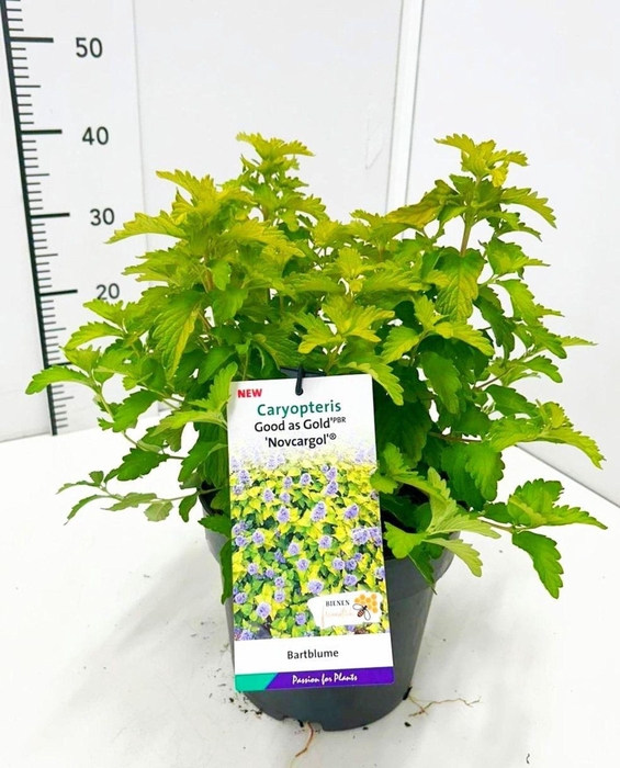 <h4>Caryopteris x clandonensis</h4>