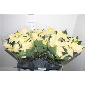 Euph Euphoria White 8+++ P17