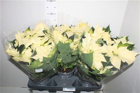 <h4>Euph Euphoria White 8+++ P17</h4>