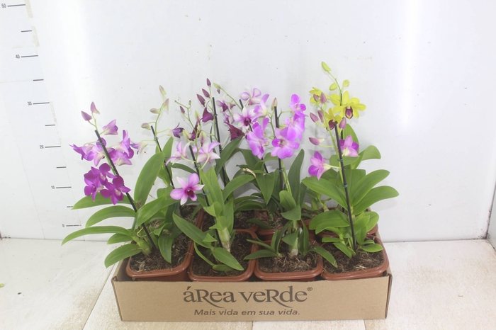 <h4>DENPHALAEN MINI P12 QUADRADO</h4>
