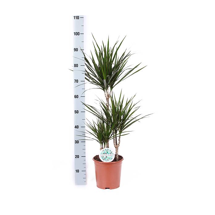 <h4>Dracaena Marginata 21Ø 105cm 3pp</h4>