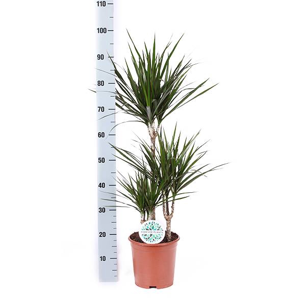 Dracaena Marginata 21Ø 105cm 3pp