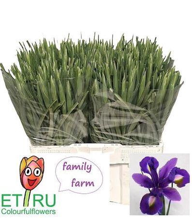<h4>Iris Blue Magic</h4>