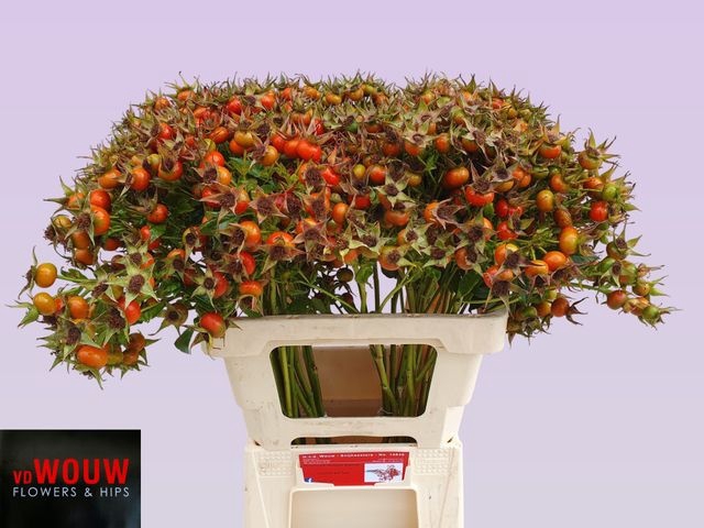 ROSA HIP HOP ORANGE