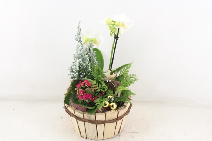 <h4>arr3 DT - Hout plank rond phal.</h4>