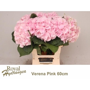 HYDR M CH VERENA