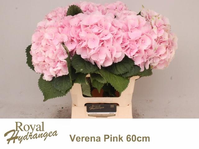 <h4>HYDR M CH VERENA</h4>