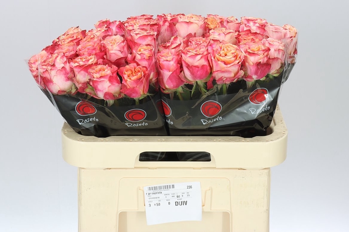 <h4>Rosa Gr Capriola</h4>