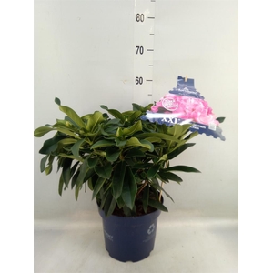 Rhododendron  'XXL Pink Tiger'