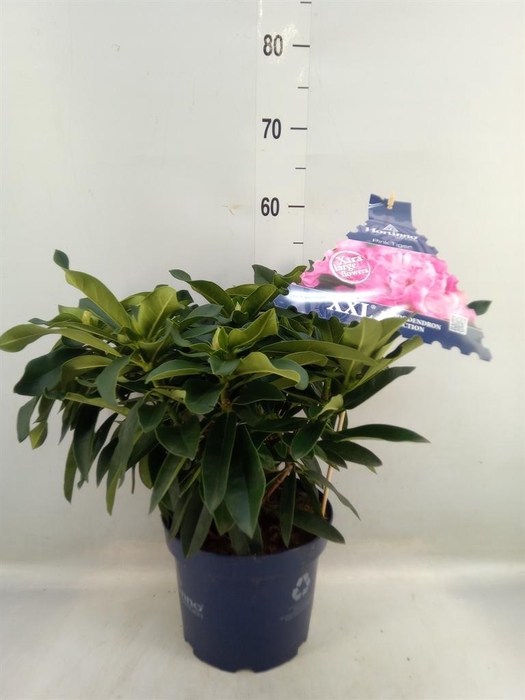 <h4>Rhododendron 'XXL Pink Tiger'</h4>