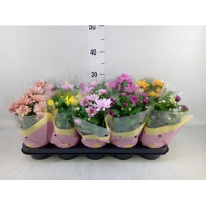 Chrysanthemum   ..mix 5