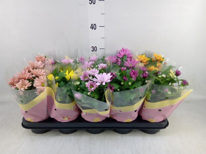 <h4>Chrysanthemum   ..mix 5</h4>