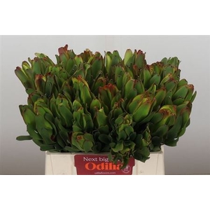 Leucad Laurel Yellow 40 Cm