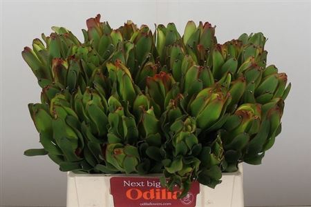 <h4>Leucad Laurel Yellow 40 Cm</h4>