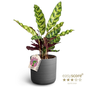 CALATHEA SPECIES